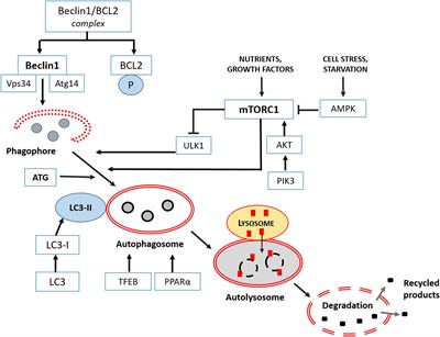 Natural Compounds and Autophagy: Allies Against Neurodegeneration